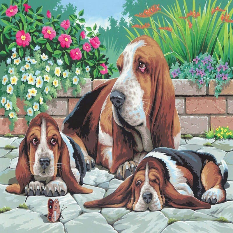 Pictura pe Numere Caini Basset, 12 Culori, 30 x 40